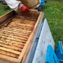 Фотография "Работа с пчелами 2023 год"