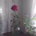 Фотография "Моя роза"