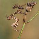 Фотография "Богомол.Нимфа Blepharopsis mendica."