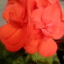 Фотография "Пеларгония Коралл. Крепкий, компактный куст, махровые цветы. В горшочке, цветёт. 350 руб."