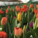 Фотография "Тюльпан растёт полным ходом) #тюльпаны #тюльпаныоптом #цветы #ростов #аксай #теплица"