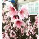 Фотография "Весна в Актау!"