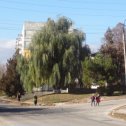 Фотография "Могучая ива возле чимишлийской центральной библиотеки. 11 лет проходил мимо неё по дороге домой из школы. Фото ноябрь 2015 года."