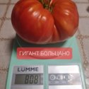 Фотография "Гигант Больцано,Н-1 6,среднеспелый,суперурожайный,плоды очень крупные,до 1 кг,красные,маслянистые,слегка ребристые у плодоножки,устойчивы к растрескиванию,мясистые,сладчайшие."