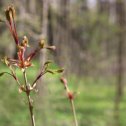 Фотография "Бирюлёвский дендропарк.24.04.24"