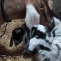 Фотография от Nara ЛПХ “Milk Goats”