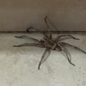 Фотография "этот паук более 5 см и очень агрессивен. Предположительно это воронковый паук."