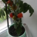 Фотография "Мои первые помидорки"