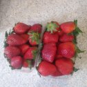 Фотография "Карина оценила ягодки ... сказала - вкусно!"