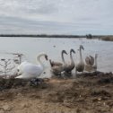 Фотография "24.09.23 наши красавчики уже белеют, надеюсь ,что улетят вовремя"