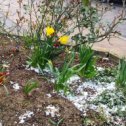 Фотография "Вчера перевели время на летнее, и сегодня вернулась зима 😂 Кажется, первый снег в этом году. Надеемся, и последний! Такая вот она жёсткая #весна2020 в Стокгольме."