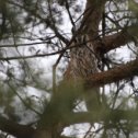 Фотография "Наконец то! После долгих поисков в объектив  моего фотоаппарата попала вот эта лесная красавица - Ушастая сова. Фотография сделана в д. Кирикино 8 апреля 2024 года."