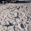 Фотография "25 сентября, голуби греются на пляже в Зелике пока нет отдыхающих"