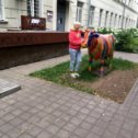 Фотография "во какую коровку я нашла в Минске"
