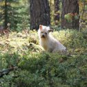 Фотография "Друзья, помогите найти кота на картинке. Ответ пишите в комментариях. Игра Найди кота - http://www.odnoklassniki.ru/game/findcat"