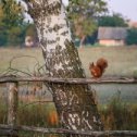 Фотография от белка пушистая