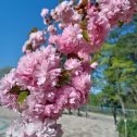 Фотография "У нас цветёт сакура"