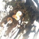 Фотография "Пеци́ца пузы́рчатая (лат. Peziza vesiculosa) — вид грибов, входящий в род Пецица (Peziza) семейства Пецицевые (Pezizaceae)

Описание
Чашевидный дискомицет. Плодовое тело 2—7 см в диаметре и 1—5 см в высоту, часто неправильное, сначала почти шаровидное с небольшим отверстием в верхней части, затем разрастающееся и раскрывающееся до чашевидного. Внутренняя спороносная поверхность (гименофор) бледно-буроватая до жёлто-коричневой, гладкая, у взрослых грибов в центре с характерными «пузырьками». Внешняя стерильная поверхность бледно-охристая, восковатая на ощупь, покрытая мелкими «хлопьями». Иногда имеется небольшая ложная ножка.

Мякоть буроватая, сравнительно толстая, крепкая, восковидной консистенции, при сильном намокании просвечивающаяся.

Споры белые в массе, 18—24×10—14 мкм, эллиптической формы, без капель-гуттул, с гладкой поверхностью. Аски восьмиспоровые, 320—370×17—24 мкм, цилиндрические, с амилоидными концами. Парафизы с перемычками, с утолщениями на концах.

Пищевого значения гриб не имеет из-за не..."