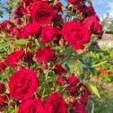 Фотография "Плетистые розы радуют все лето"