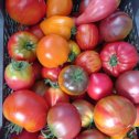 Фотография "Урожай моих томатов.Сорта разные."
