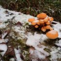 Фотография "Пришла зима. Пора за грибами. Фламмулина."