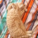 Фотография "Б-беззаботность ...
Мне всегда кажется, что Каспера в этом мире вообще ничего не интересует. Поспал 😴, поел 🥘, погулял 🐈 и так по кругу.

#безкотаижизньнета#каспер#лежебока#март#выходной#воскресенье#британец#ленивец#домашнийпитомец#cat#britishcat#catsofinstagram#cats_of_instagram#cats_of_world#sleep#instacat#cute#liketime"