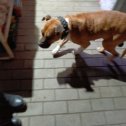Фотография "Собака бегает в районе жд со стороны Яблочкова тона худая голодная и замёрзнет хозяин найдите"