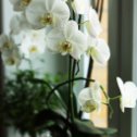 Фотография "Орхидеи, просто орхидеи"