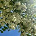 Фотография "06.05.24 Ах, как пахнут акации в мае,
В восхитительно-белом цвету!
С чем сравнить этот запах — не знаю…
Он, пожалуй, похож на мечту."