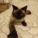 Фотография "Наш красавец кот Семён ушёл гулять 7 месяцев назад и не вернулся 😢😥😓и хочется верить в чудо... "