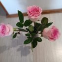 Фотография "Лучше роз могут быть только розы!
"