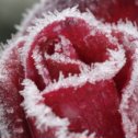 Фотография "Замерзшая роза не чувствует
холод,
В игольчатых "звездах"-
снежинках красуясь...
Когда-то была в эпицентре всех
судеб
И жизненный путь ей казался
так долог!"
