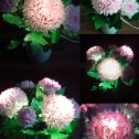Фотография "Светильник хризантема ,сорт "Хрустальная ваза""