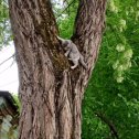 Фотография "ОЧЕНЬ ЛОВКАЯ КОШЕЧКА."