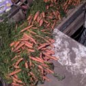 Фотография "Вот такой урожай моркови,и так каждый год.Надеюсь и дальше так будет."