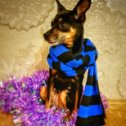 Фотография "https://www.instagram.com/p/BqnZP_BjMUsddoTmtQzNQxdJD7XR56-YDogV_M0/?igref=okru
🐶❤ #Dysя #mylovelydog #toyterrier #toyterrier_club #dog #love #mylove #russiantoyterrier #autumn #moscow #moscow2018 #november #2018 #москва #home"
