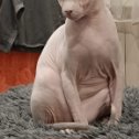 Фотография "Толстый кот!"