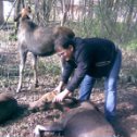 Фотография "при съемки этой фотографии ни одного лосика не пострадало"