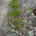Фотография "И всё-таки это март! Вчера абрикосы собирались цвести, а сегодня выпал снег! Я такого не видела в своей жизни!!!!!"
