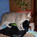 Фотография "У вас компьютерная мышка?  А у нас- компьютерная кошка!"