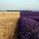 Фотография "Пшеничное и лавандовое поле Турция "