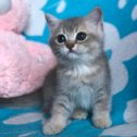 Фотография "Британский котик золотого голубого окраса - продажа"