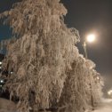 Фотография "Деревья, как в сказке, Архангельск, 03/12 1825мск 2023г."