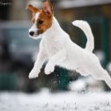 Фотография "Красавец малыш Джей ищет свою семью. 
MALE FOR SALE (Jack Russell Terrier)
Bond James Bond Gezellig 
dob. 04.07.2018, FCI full pedigree
http://ingrus.net/russell/testmating.php?female=8580&male=3164&gens=6
f. HAPPY CAMMOMILE GENERAL – IntCH FCI
m. MOJA KROLEWNA SNIEZKA GEZELLIG – IntCH FCI 
Location Ukraine, Odessa 
Более подробная информация - ЛС, viber +380503925711

#jrt #jackrussell #jackrussellsofinstagram #jrtclub #jrtlovers #jrtpuppy #jackrussellpuppy #дрт #джекрассел #джекрасселтерьер #джекрасселодесса"