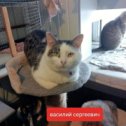 Фотография от БЕСПРИЗОРНОЕ СЧАСТЬЕ 🐈Кошки🐾