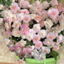 Фотография "Ахименес Cloud Maker НЕТ селекция Saliba 2017 года, густо-махровые цветки нежного бело-розового цвета"