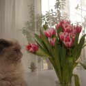 Фотография "Макс шанувальник тюльпанів."