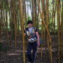 Фотография "Бамбуковые заросли"