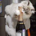 Фотография "Кошка алкоголик- горе в семье!😅"