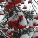 Фотография "Рябины куст,на снежном чистом поле.
Пылает весь,как будто бы, в крови...
В плену снегов и у зимы в неволе,
тихонько умирает от любви....

 

"